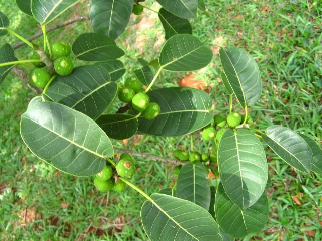 Figure 1. Leaves and figs on Ficus citrifolia.