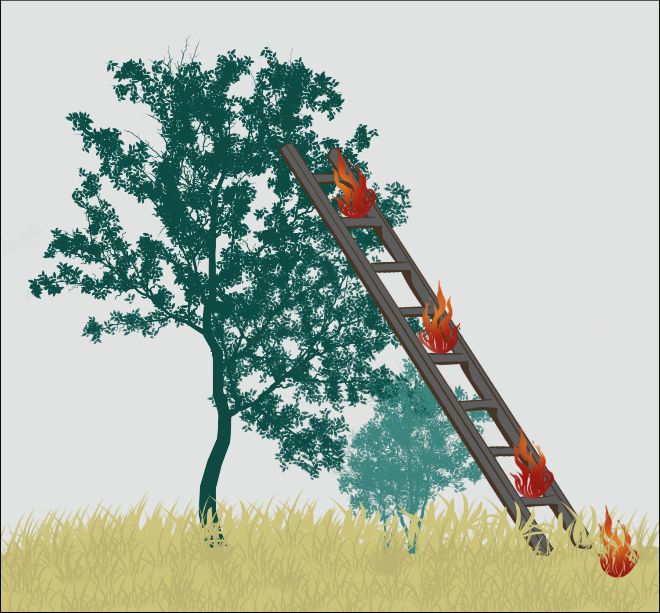 Vertically connected fuels act as ladders for fire to climb from the understory to tree canopies. 