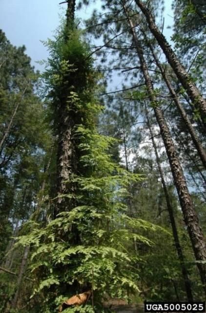 Figura 1. El helecho trepador japonés, una planta invasora común en las plantaciones de pino en la llanura costera de los Estados Unidos. Tiene frondas trepadoras y es una enredadera que puede crecer hasta 27.43 m de largo. A menudo desplaza a la vegetación nativa del sotobosque.