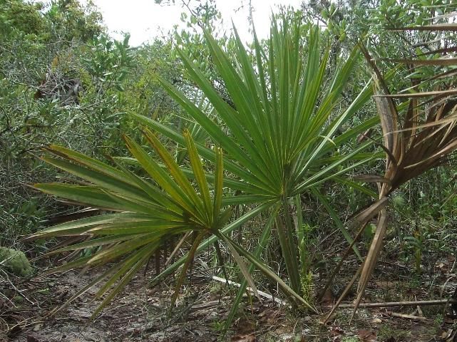 Figure 3. Sabal etonia, scrub palmetto, at Archbold Biological Station, Florida, USA http://en.wikipedia.org/wiki/Sabal_etonia