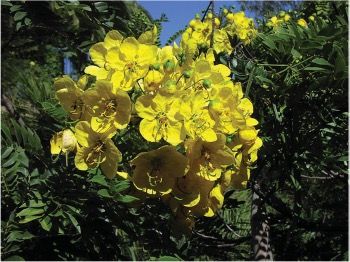Gold medallion tree (Cassia leptophylla) in bloom. 
