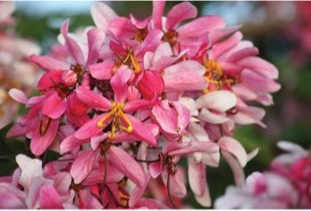 Clustering flowers of Cassia javanica (Pink and White Shower).
