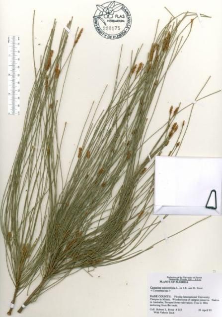 Figure 1. Australian pine (Casuarina equisetfolia).