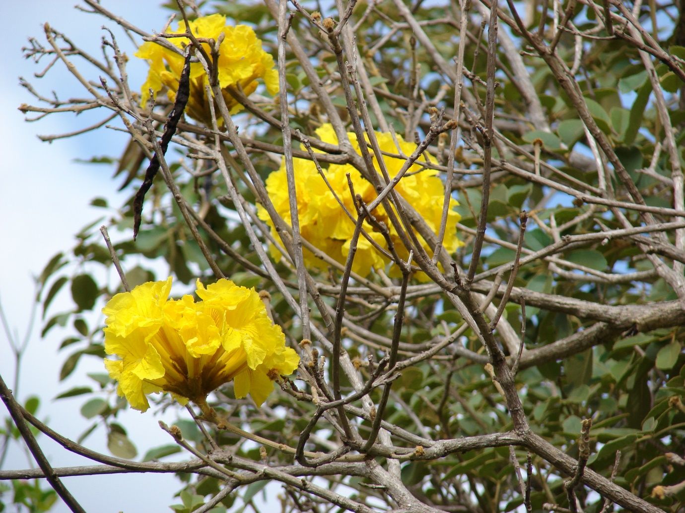 Tabebuia serratifolia, yellow trumpet tree.