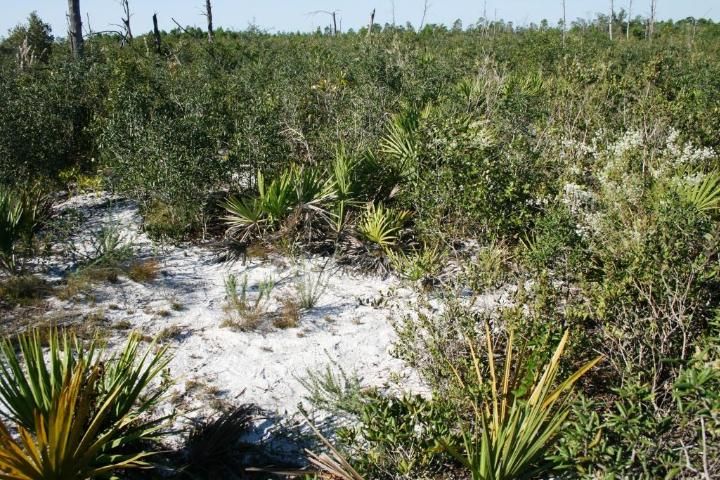 Areas of open, bare sand are common in a fire-maintained scrub ecosystem.