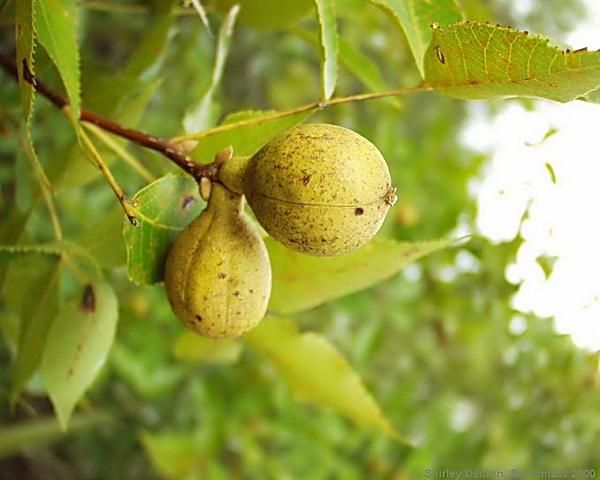 Carya floridana fruit.