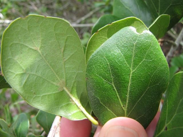 Quercus myrtifolia is less than twice as long as it is wide. The shiny upper and lower surface of the leaves are apparent. The lower surface will become shinier as hairs shed.