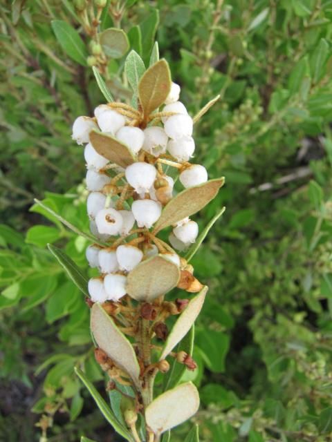 The flowers of Lyonia ferruginea and Lyonia fruticosa are urceolate.