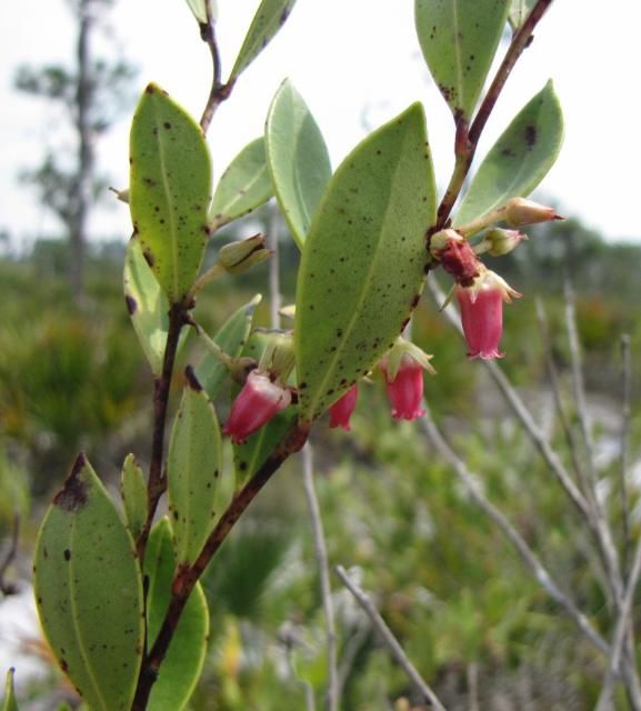 The flowers of Lyonia lucida are reddish to white and are urceolate in shape.