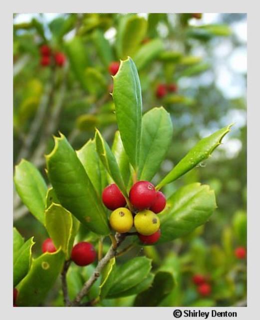 The fruits of Ilex opaca var. arenicola are yellow to red, and are shown here on this female plant.