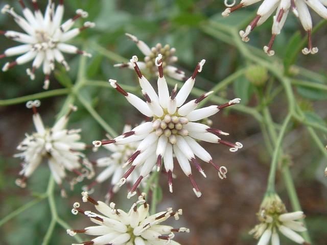 The flower on Palafoxia feayi is very distinctive.