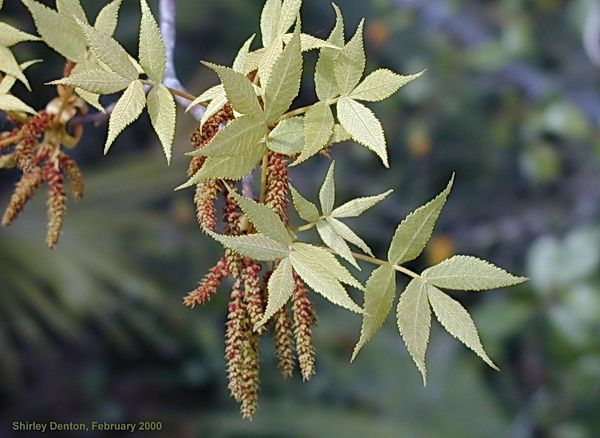 Leaves and flowers of Carya floridana.