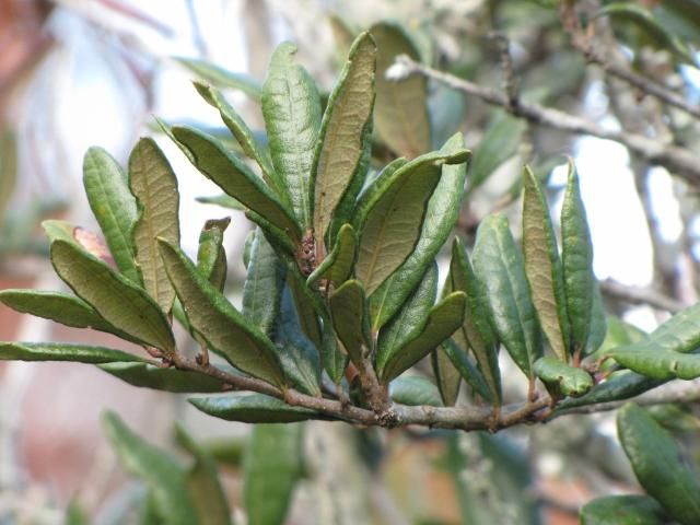 Quercus geminata leaves showing the shiny upper surface, tan pubescent lower surface, and strongly revolute margins.