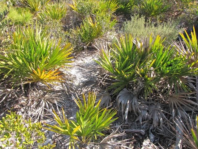 Serenoa repens in scrub ecosystems.