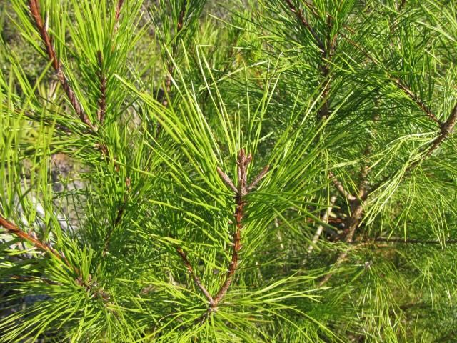 Close-up of Pinus clausa showing the short and twisted characteristic of its needles.