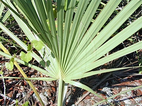 Leaves of the Sabal etonia showing the costapalmate characteristic.