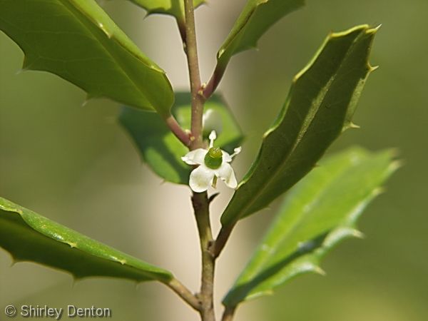 The flowers of Ilex opaca var. arenicola are cream to white and 4-lobed.