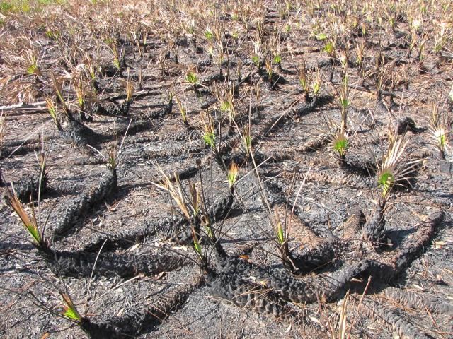 Serenoa repens commonly grows horizontally along the ground as shown here in this recently burned area.