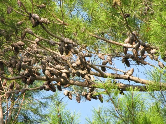 The cones of Pinus clausa are typically persistent on the branches.