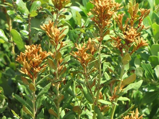 Rusty scales and pubescence can be seen covering the surfaces of Lyonia ferruginea, especially on new growth. Older vegetation does not have as many scales or hairs as they slough with age, and leaf margins are revolute at maturity.