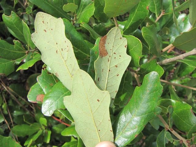 Quercus chapmanii leaves showing the shiny upper surface and grayish-dull lower surface.