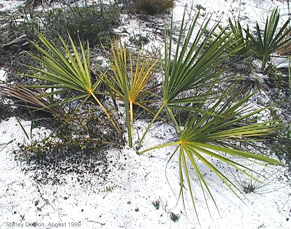 The stems occur underground on Sabal etonia.