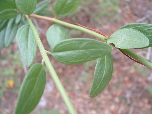 Palafoxia feayi leaves.