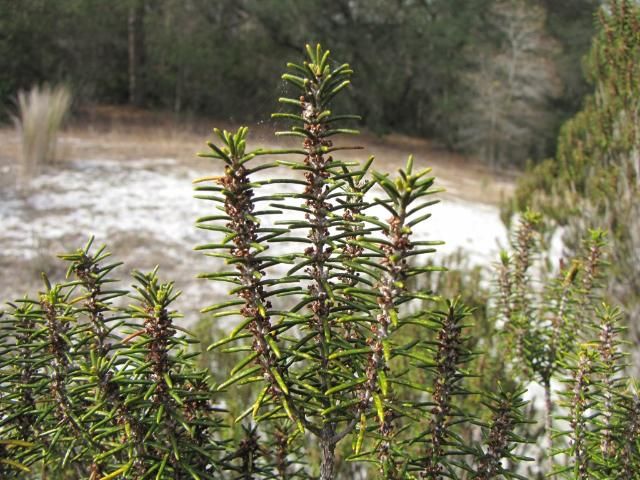 The leaves of Ceratiola ericoides appear whorled, but are in fact opposite. The flowers seen here are borne in the axils of the leaves.