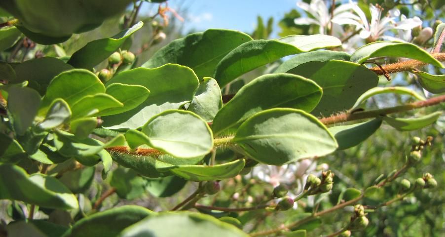 Close-up of the leaves and hairy stems of Bejaria racemosa.