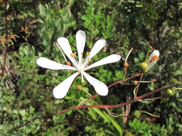 Bejaria racemosa has 7 separated petals and a persistent pistil on the capsule as shown here.