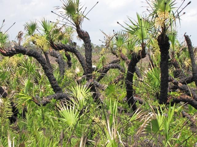 Serenoa repens can grow vertically up to 7 meters in height if fire is suppressed as shown here.