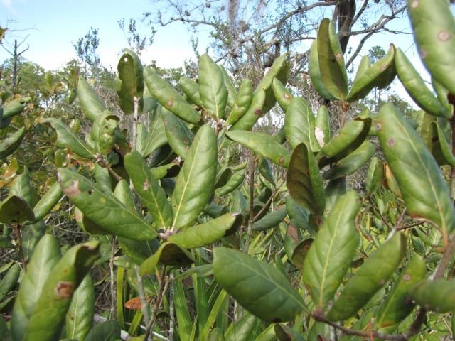 Quercus inopina leaves are held vertically on the plant. The leaves are heavily revolute and twice as long as they are wide.