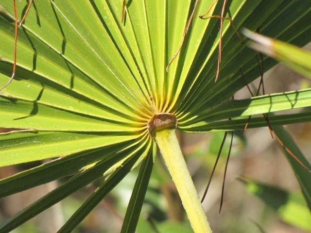 The hastula of Serenoa repens is slightly rounded, unlike that of Sabal etonia. In addition, the leaf is palmate, unlike the costapalmate characteristic of Sabal etonia.