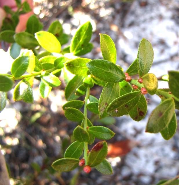 The upper surface of the leaves of Vaccinium myrsinites are shiny, with minute, gland-tipped, ascending teeth that give the margins a somewhat crenate or scalloped appearance.