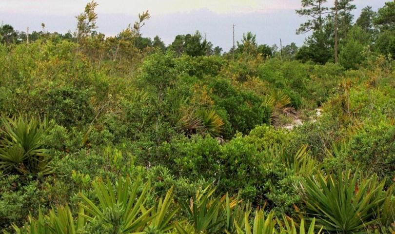 An example of a Florida scrub ecosystem.