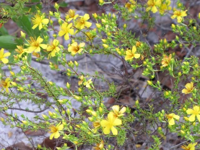 The leaves of the Hypericum tenuifolium are small and needle-like. The flowers are yellow with 5 petals.