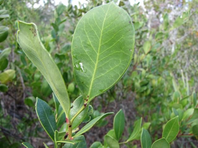 This figure shows the yellow to yellowish-green intramarginal vein that runs parallel to the leaf margin in Lyonia lucida. This is a key characteristic for this species.