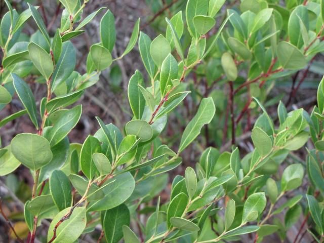 Lyonia lucida.