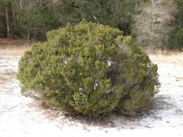 Ceratiola ericoides grows in a bushy, mound-like, or round form.