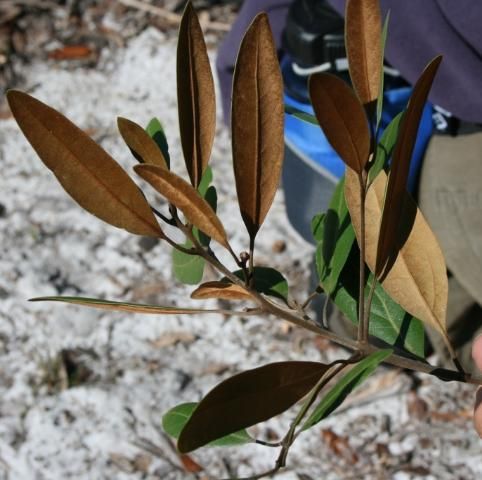 A silky, brown pubescence is evident on newer growth of Persea borbonia var. humilis.