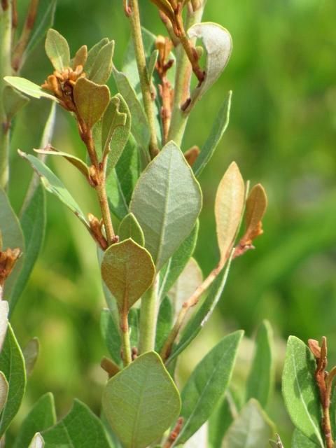 Lyonia fruticosa leaves are curved upwards at maturity, whereas Lyonia ferruginea are revolute.