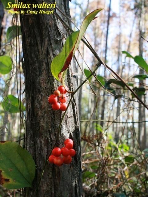 Figure 15. The bright red berries of Smilax walteri are persistent through winter.