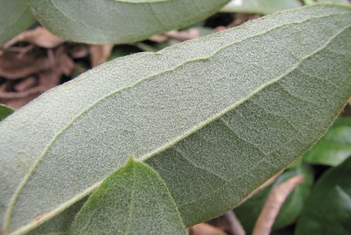 Figure 8. The gray, shaggy pubescence found covering the leaf surface, petiole, and stem is the best way to distinguish Smilax pumila from other Smilax species.
