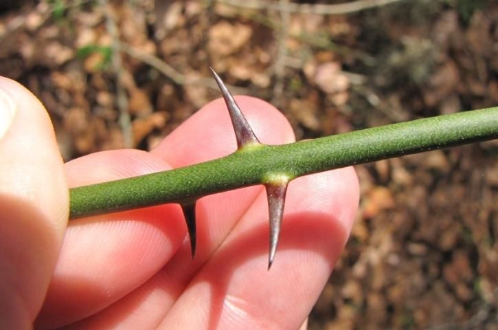 Figure 12. The prickles of Smilax tamnoides are needle-like, shiny, and dark-brown to black in color.