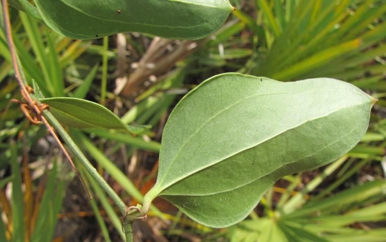 Figure 1. Smilax auriculata has revolute margins and the petioles are not red.