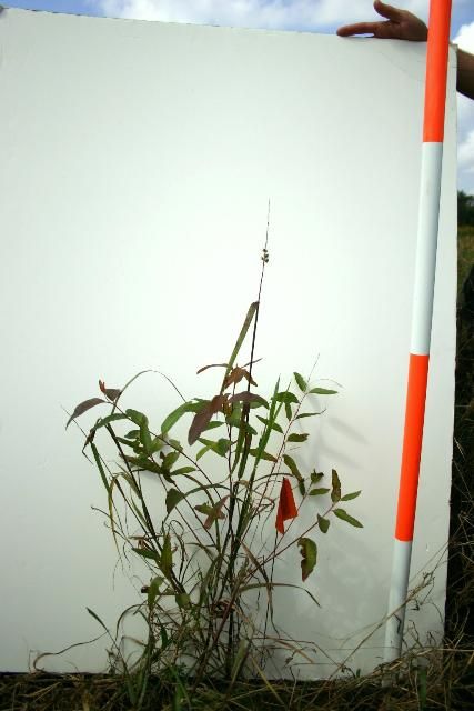 Figure 1. When grown without weed control, Eucalyptus urograndis is approximately two feet tall at five and a half months after planting in a study at Quincy, Florida.
