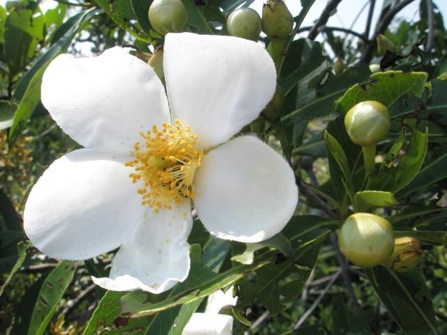 Figure 4. The flower of Gordonia lasianthus is cup-shaped and 5-petaled.