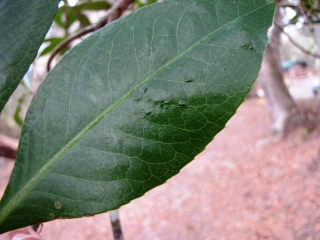 Figure 2. The leaf margins of Gordonia lasianthus are serrated.