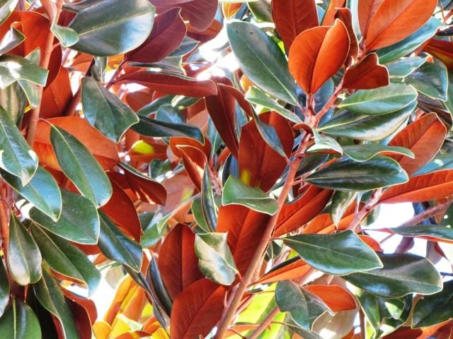 Figure 9. The leaf characteristics for the horticultural varieties of Magnolia grandiflora are more pronounced than leaf characteristics for naturally occurring trees.