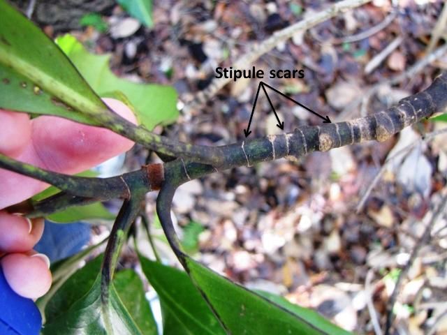 Figure 6. Stipule scars (appearing as white lines on this twig) surround the twigs of both Magnolia species covered in this fact sheet